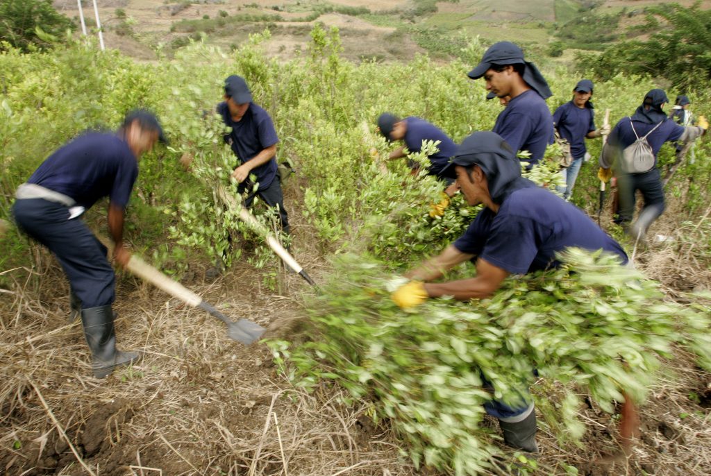 Workers eradicate coca leaf plantations as part of a government counter-narcotics program in El Peñol, Nariño, Colombia. The United States should continue its support of Colombia as it works to fight coca cultivation and drug trafficking. (REUTERS/Jose Miguel Gomez)
