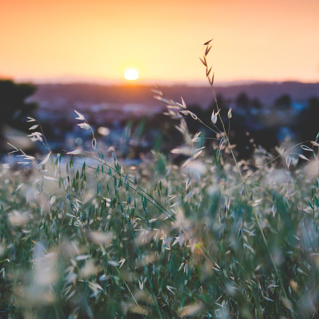 gtc sunrise over a green field