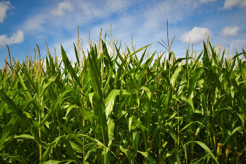 gtc a field of corn high against a blue sky