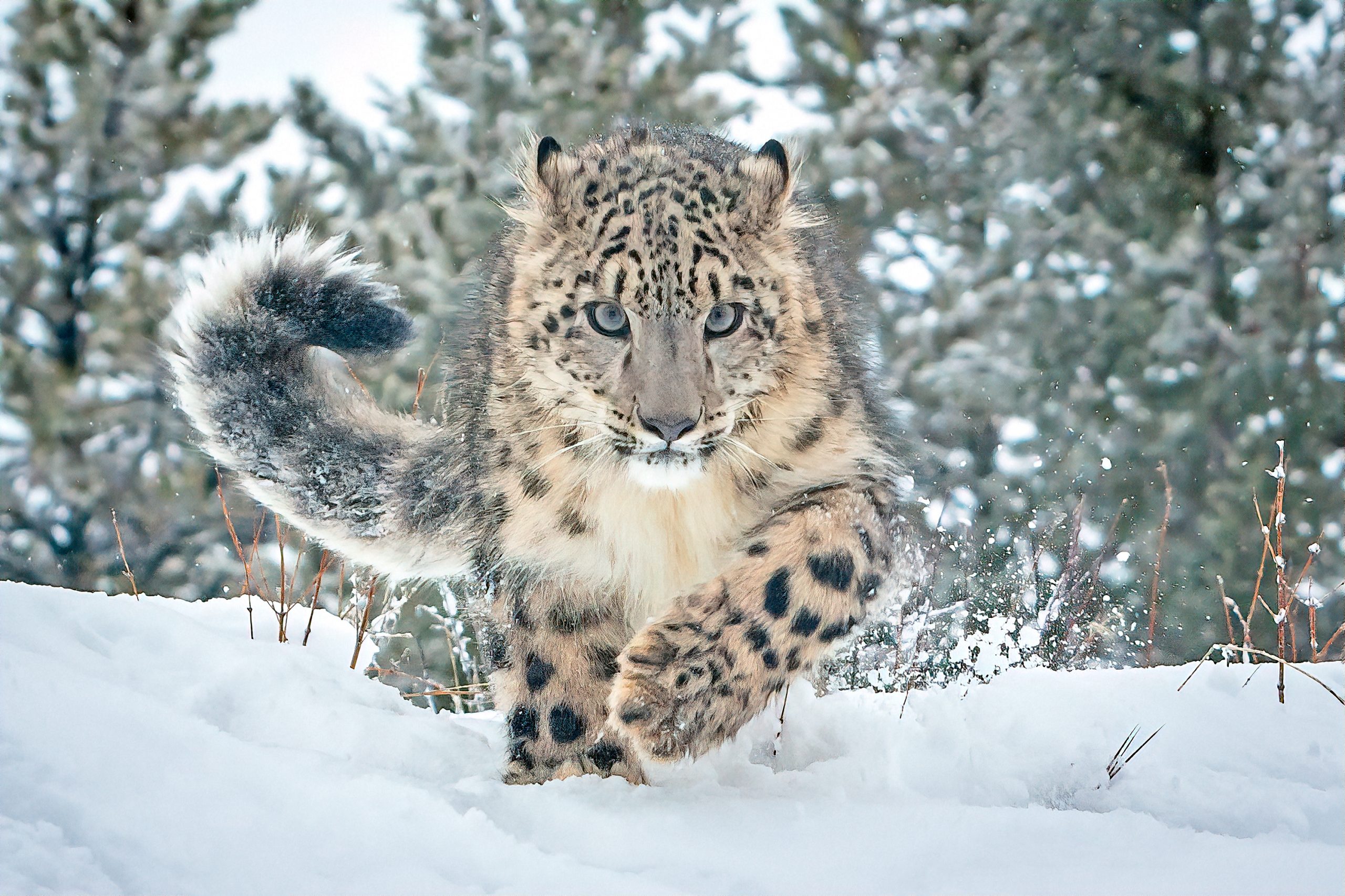 Right Now It Is Snow Leopards, Tomorrow It Will Be You: Here's How